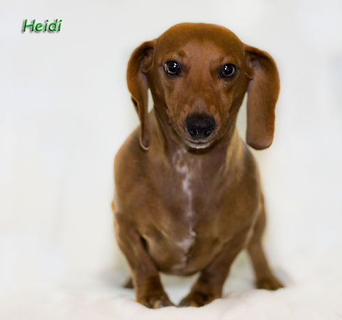 Heidi
