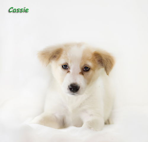 Cassie