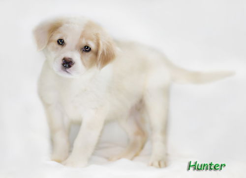 Hunter