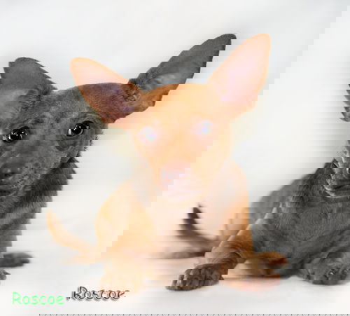 Roscoe