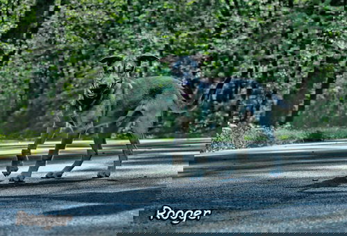 Rooger (pronounced Ruger)