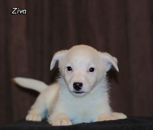 Ziva