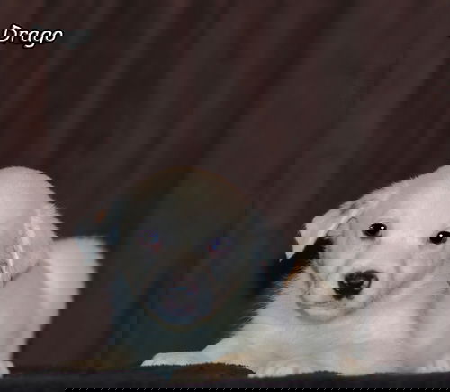 Drago