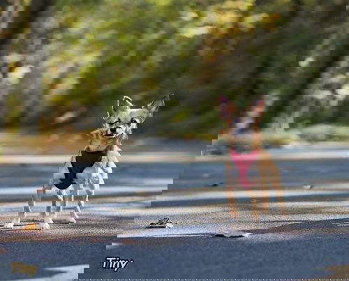 Tiny