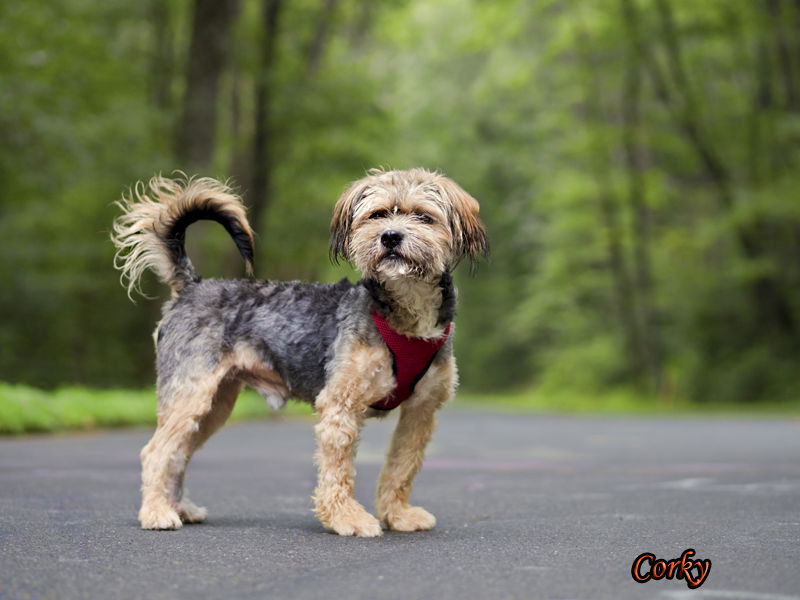 Lhasa apso cross store yorkie for sale