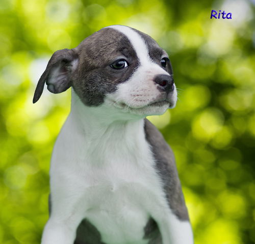 Rita