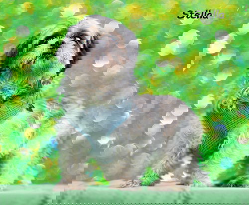 Stella