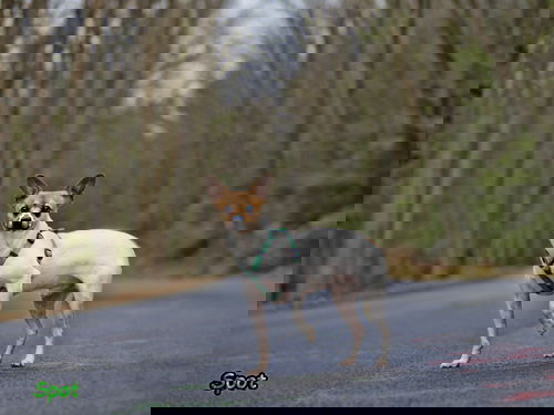Spot