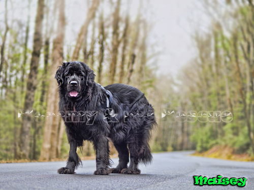 Maisey