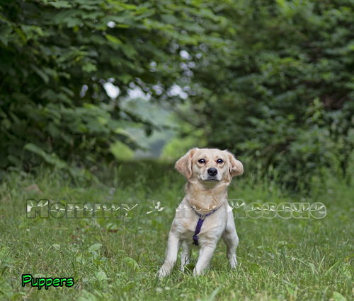 Puppers