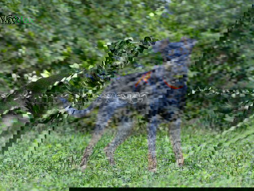 Max