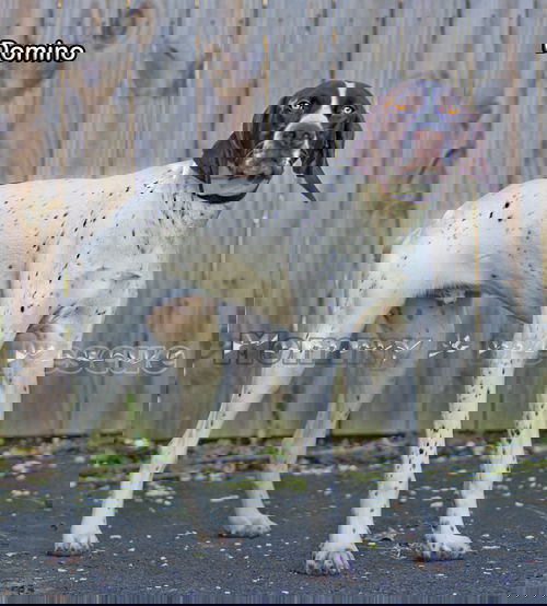 Domino