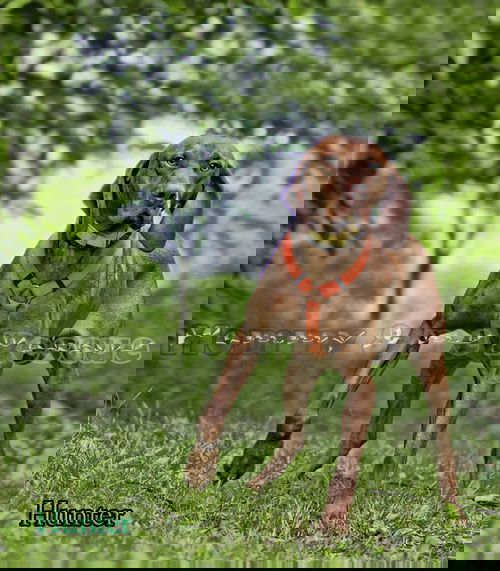 Hunter