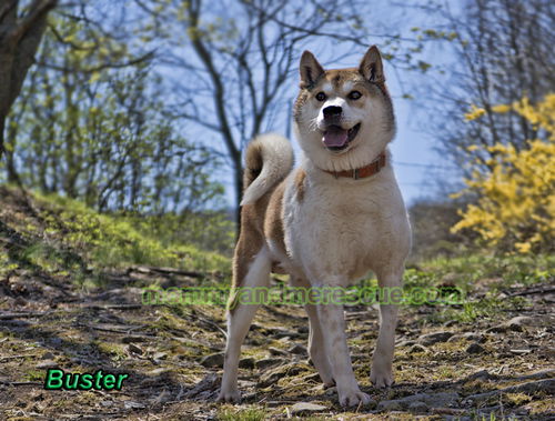 Buster