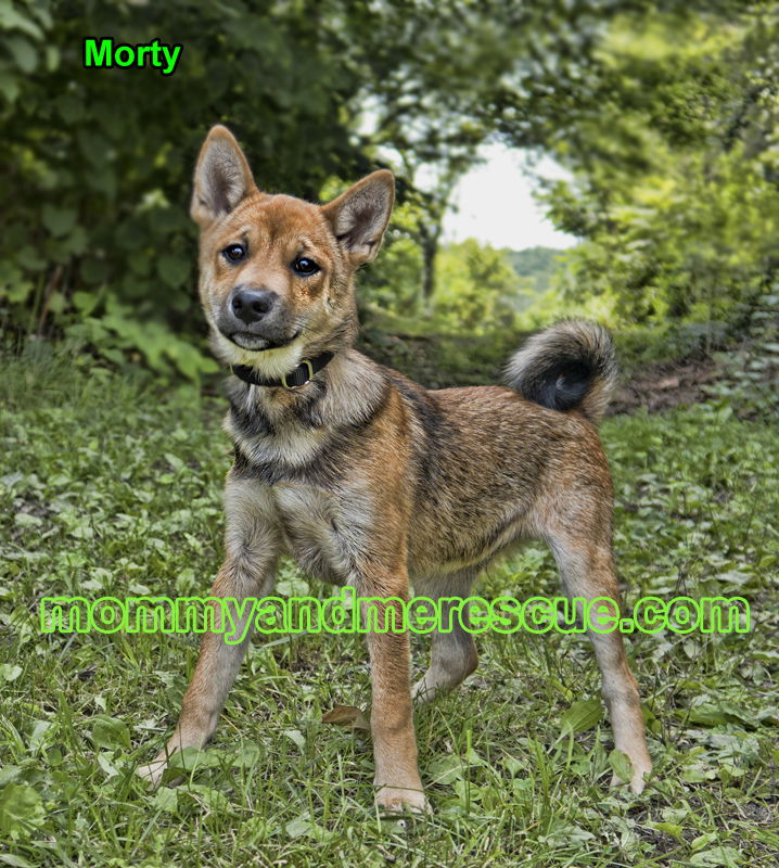 Heeler shiba sale inu mix