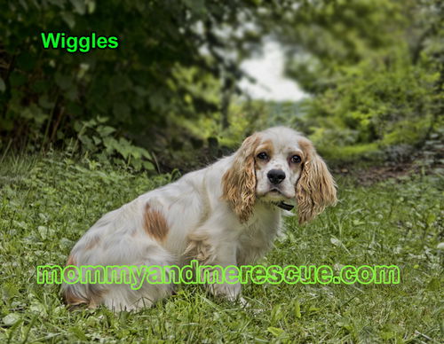 Wiggles