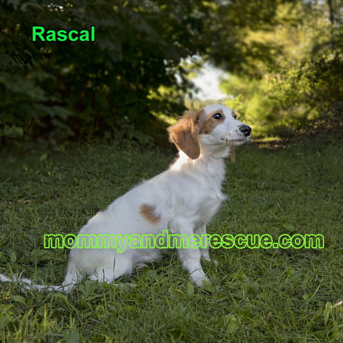 Rascal