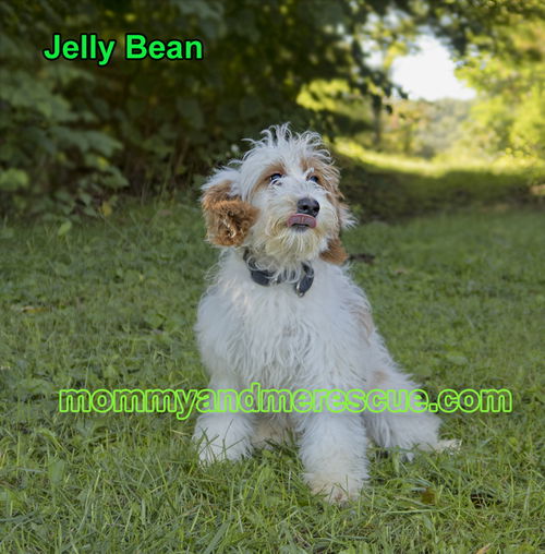 Jelly Bean