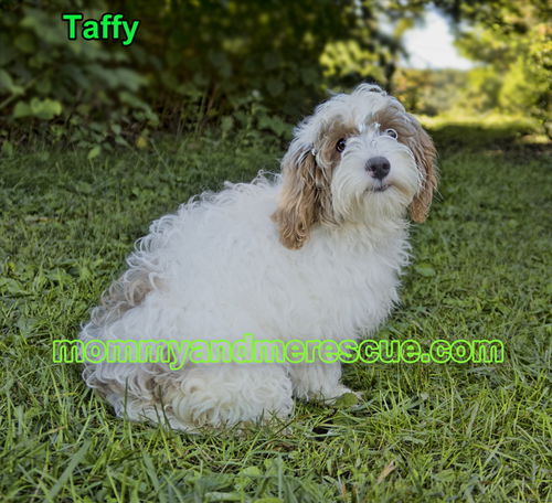 Taffy