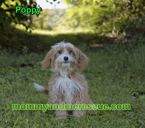 Poppy