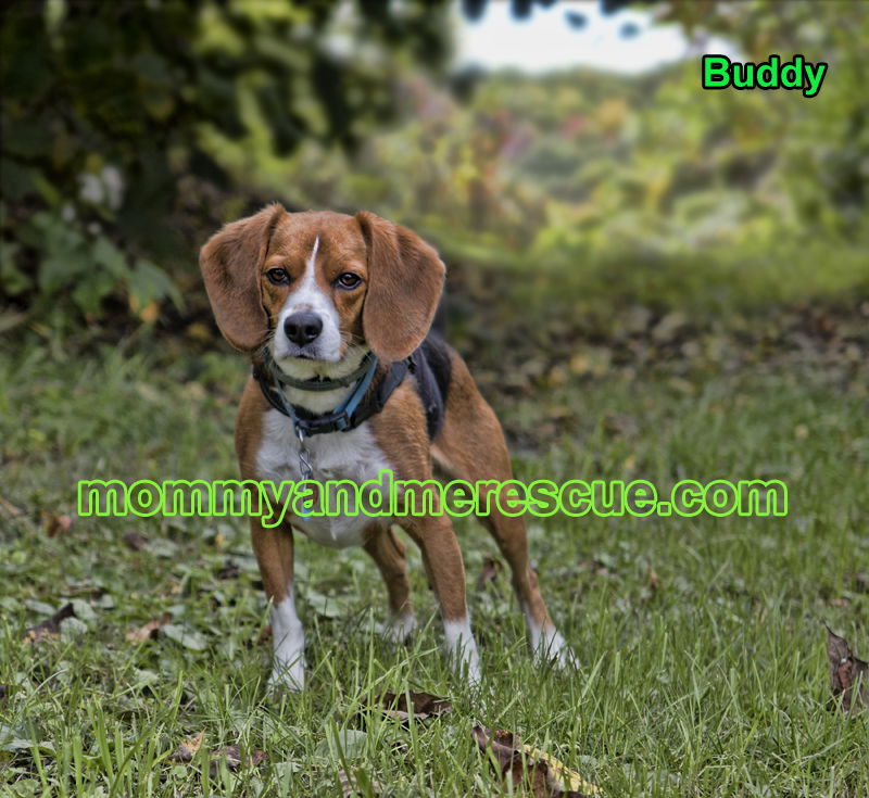 Buddy the hot sale beagle