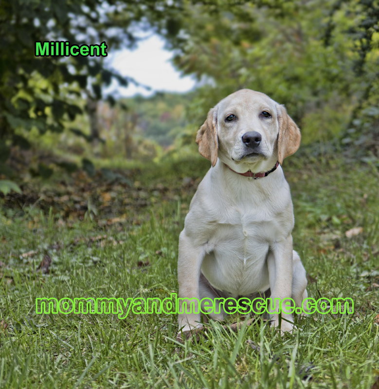 Millicent's  Page