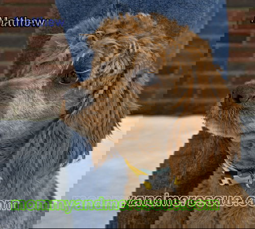 Matthew