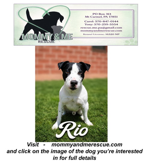 Rio, a dog for adoption from Mommy & me rescue