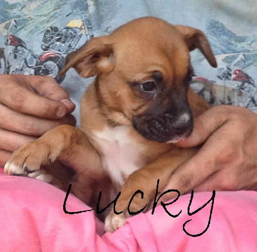 Lucky