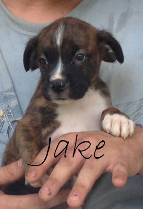 Jake