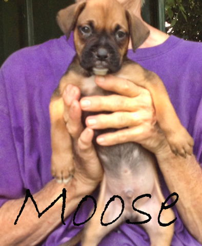 Moose