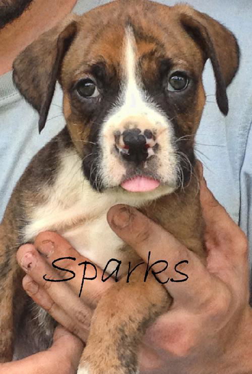 Sparks