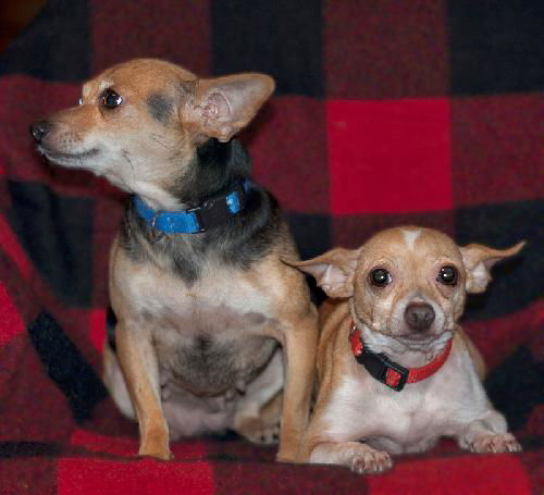 Lucy & Daisy