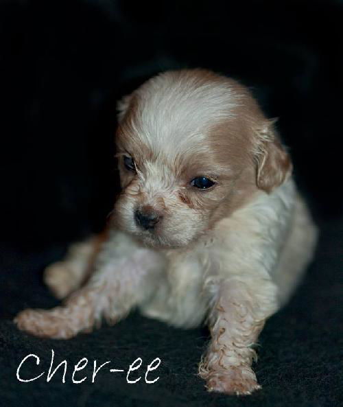 Cher-ee