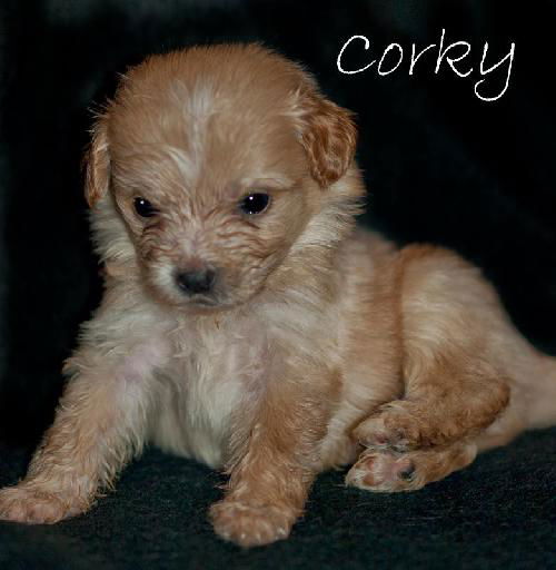 Corky