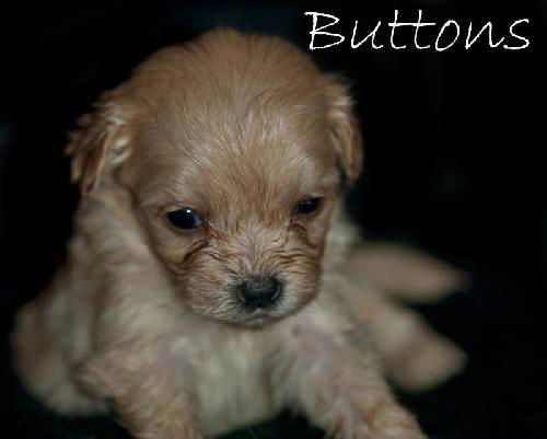 Buttons