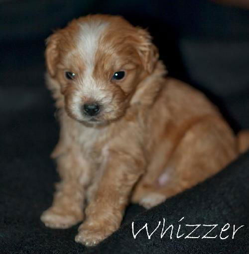 Whizzer