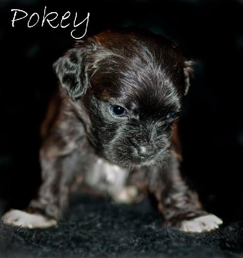 Pokey