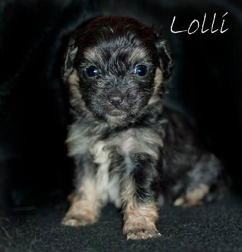 Lolli