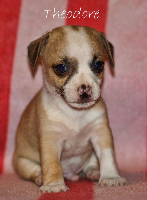 Theodore
