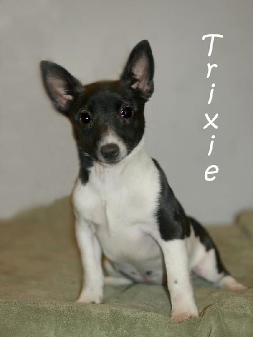 Trixie