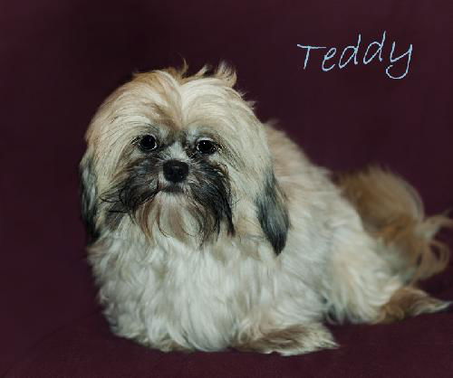 Teddy