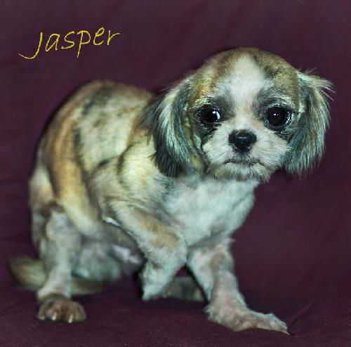 Jasper