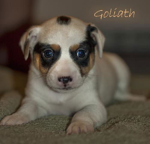 Goliath