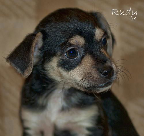 Rudy