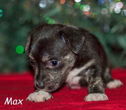 Max