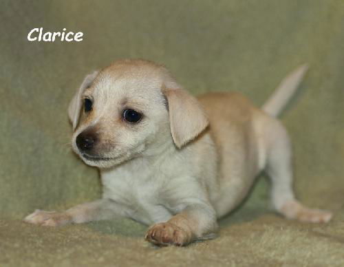 Clarice