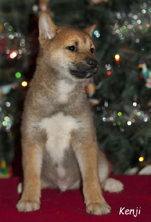 Kenji