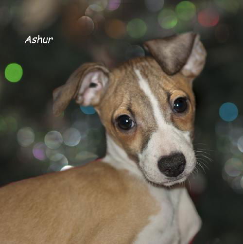 Ashur