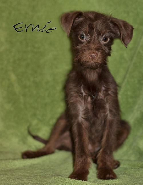 Ernie